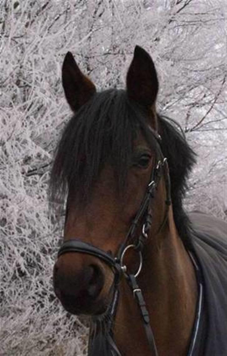 New Forest Elmholts Chanell  - chanells hoved i snevejr, - foto: charlotte pedersen <3 billede 17