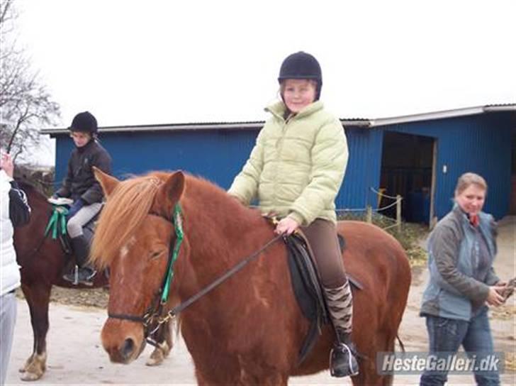 Islænder toke - 3 plads ud af 3, første stævne på toke,(på søbjerggaard) billede 2