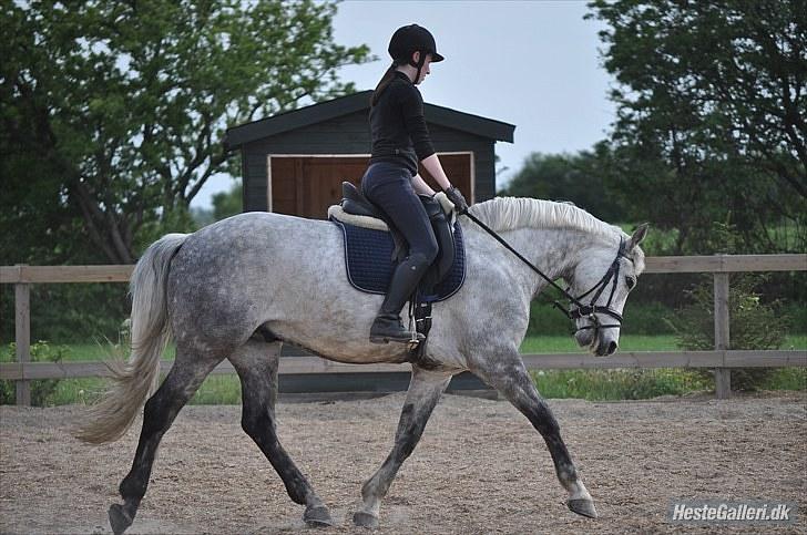 Anden særlig race | Chello Højgård | billede 9