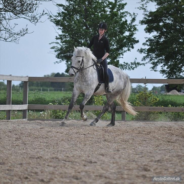 Anden særlig race | Chello Højgård | billede 10