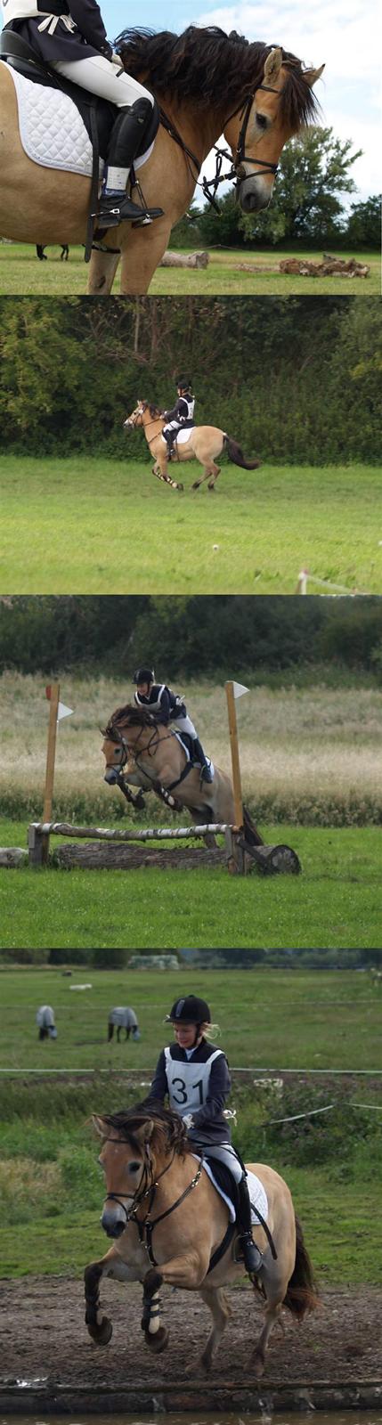 Anden særlig race Asterix von Grottenburg - Military SØG sommer 08. foto: Kathrine.  Du gør mig hel ja du gør, ku aldrig be dig om mer, prøv at se hvor perfekt du er! billede 5