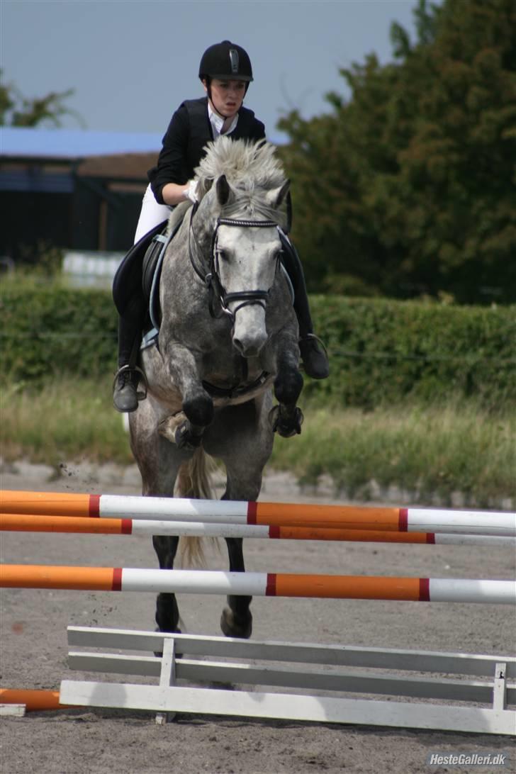 Anden særlig race | Chello Højgård | - Vores første springstævne - LD 90 cm - 4. plads! <3 billede 13