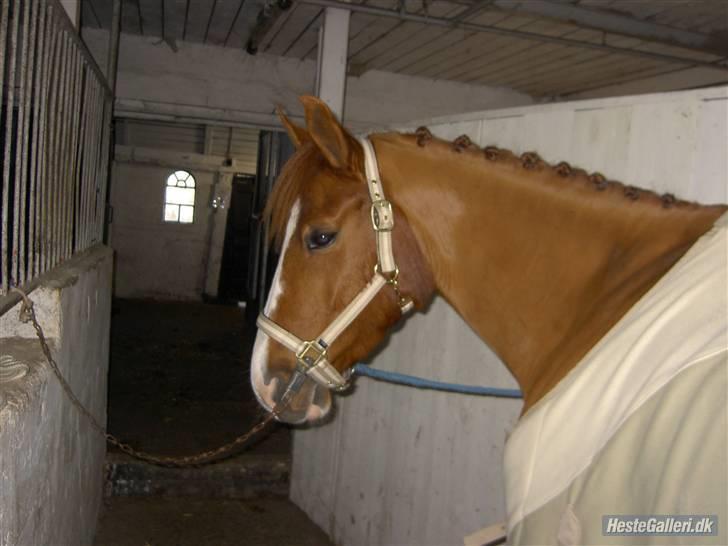 Tysk Sportspony Poersy Pay Aflivet :'( - Smukke Poersy!! Du er altid elsket af mig <3 billede 1