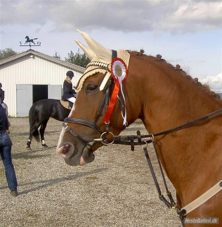 Tysk Sportspony Poersy Pay Aflivet :'( - Så er smukke til stævne på Adamslyst billede 2