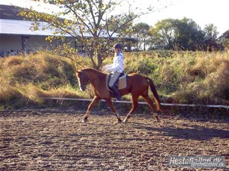 Tysk Sportspony Poersy Pay Aflivet :'( - Poersy Pay!! ILU (L) billede 3