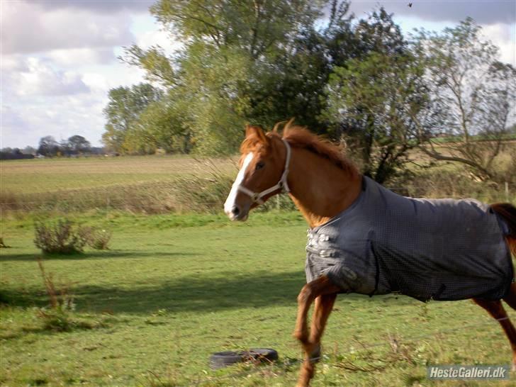 Tysk Sportspony Poersy Pay Aflivet :'( - Poersy leger på folden skøne pony, der findes ik nogen som dig <3 billede 5