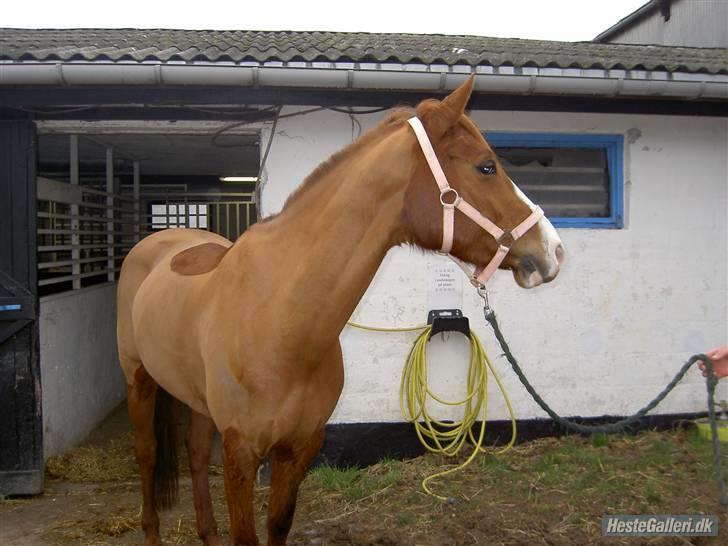 Tysk Sportspony Poersy Pay Aflivet :'( - Smukke pony billede 6