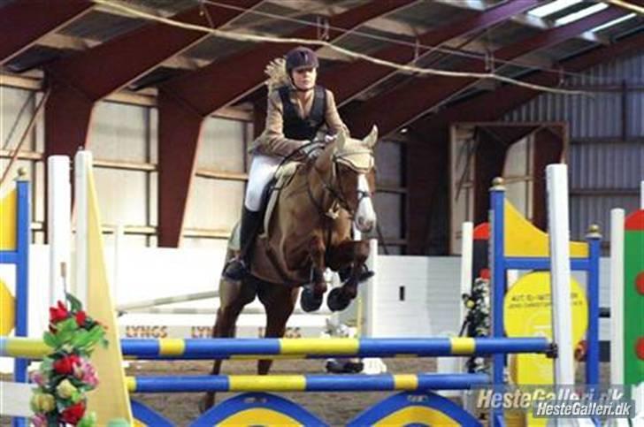 Tysk Sportspony Poersy Pay Aflivet :'( - poersy  til stævne i en LB billede 13