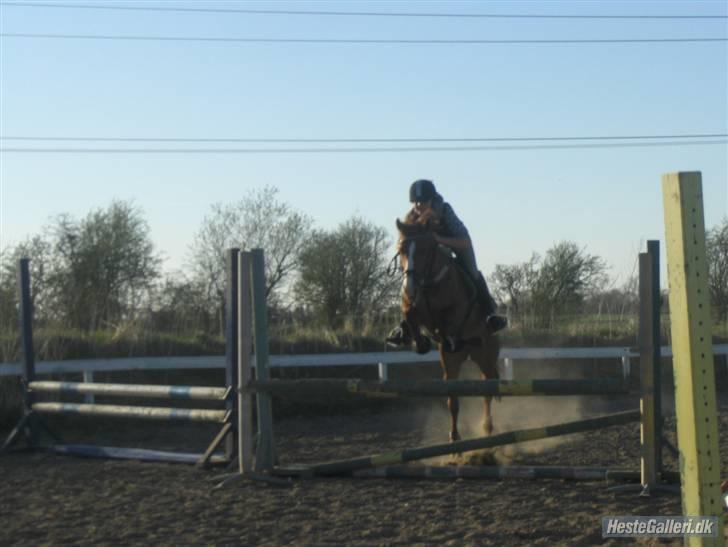 Tysk Sportspony Poersy Pay Aflivet :'( - Poersy til trænning (´: billede 14