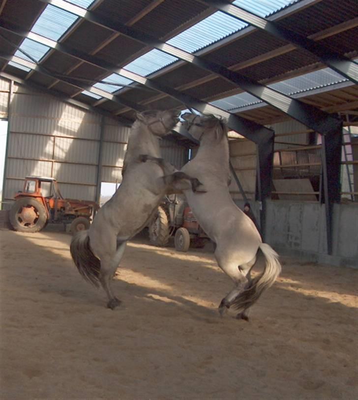 Fjordhest Cirrus - Cirrus og D-Mark. Billede fået at Stutteri Østerskov. billede 13