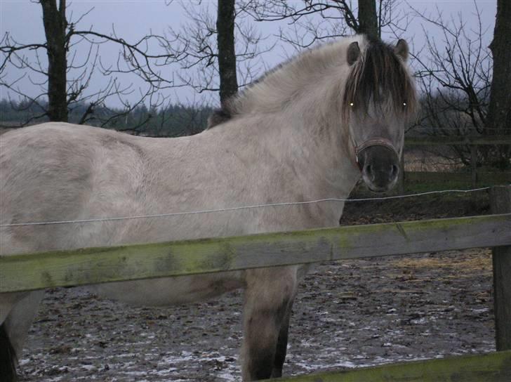 Fjordhest Cirrus - Er jeg ikke sød billede 14