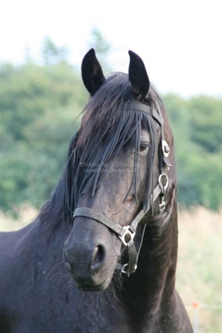 Frieser Quinty  - Quinty billede 5