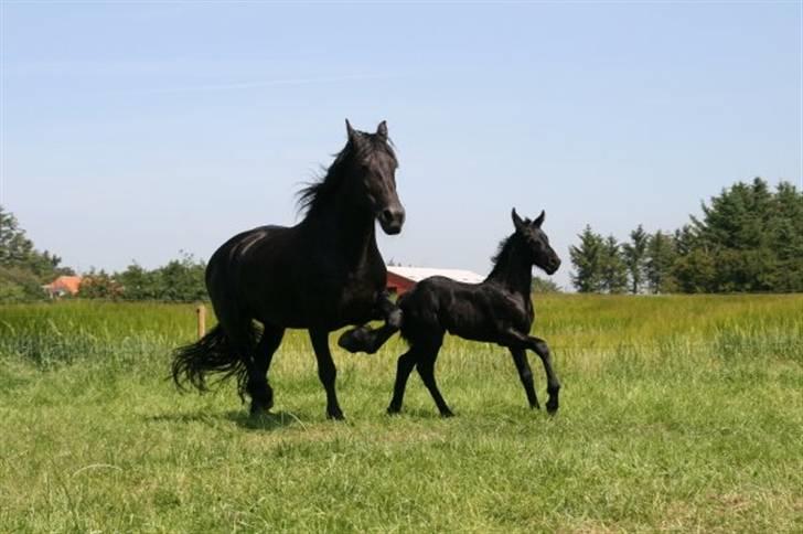 Frieser Quinty  - Quinty og Fenja (21 dage gammel). billede 6