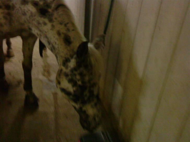 Knabstrupper Pablo P :'( R.I.P billede 14
