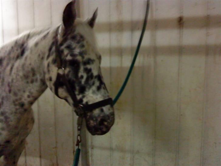 Knabstrupper Pablo P :'( R.I.P billede 17
