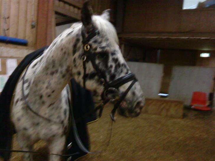 Knabstrupper Pablo P :'( R.I.P billede 18