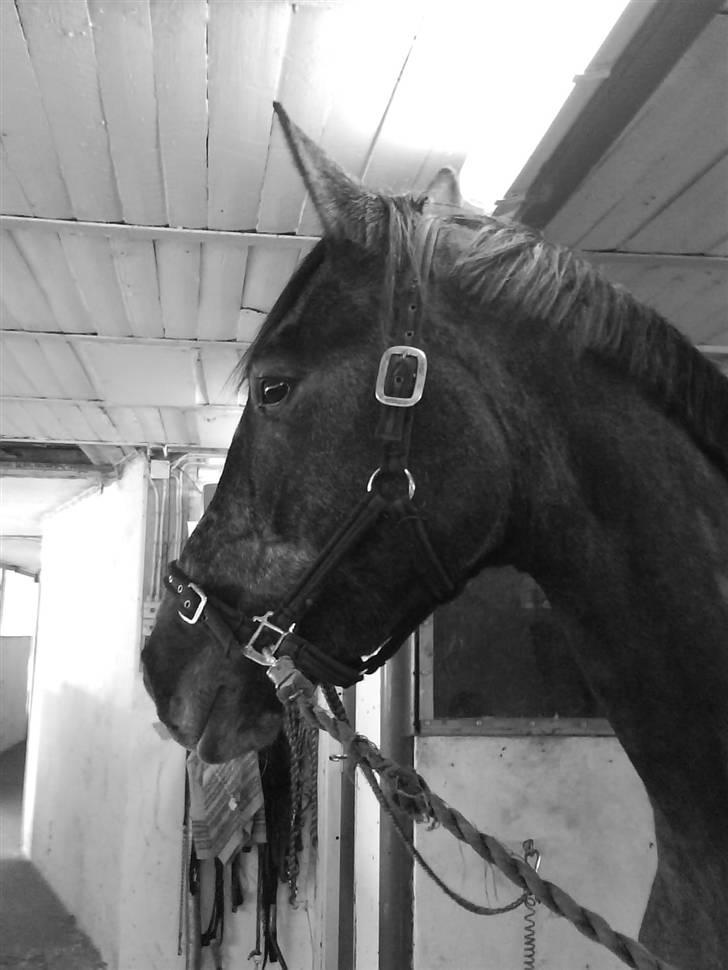 Dansk Varmblod Channmain (SOLGT)  billede 20