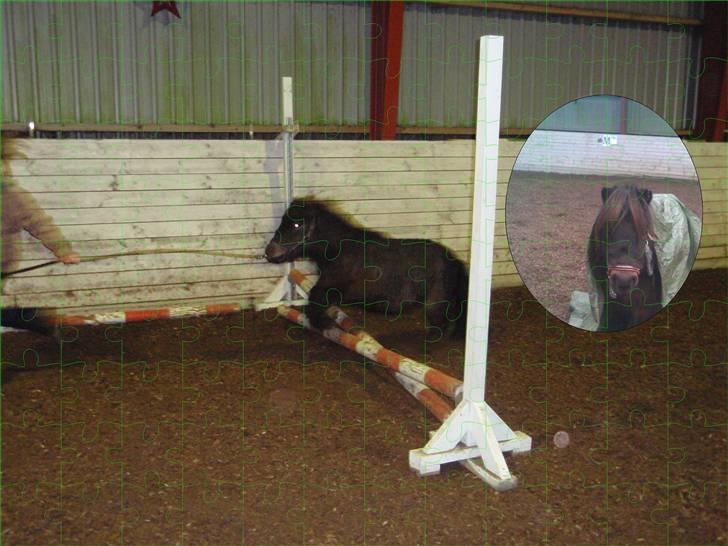 Shetlænder Felix (solt): ( billede 16