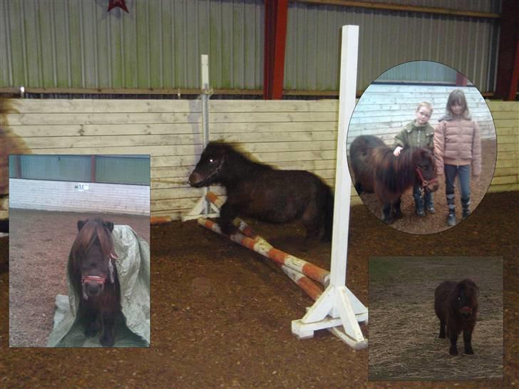 Shetlænder Felix (solt): ( billede 17