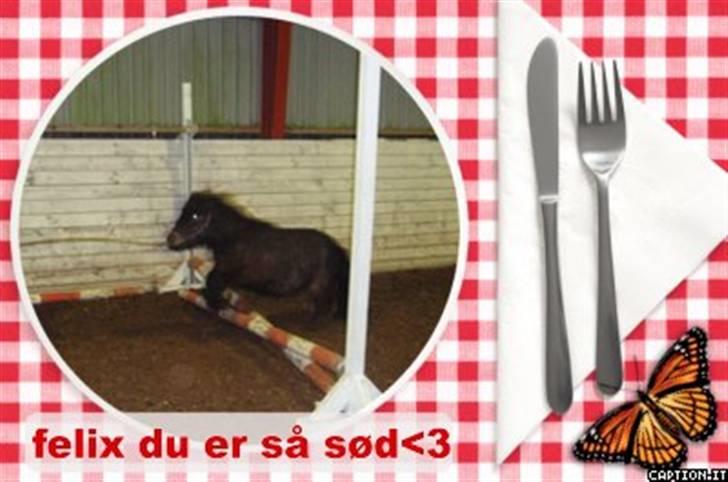 Shetlænder Felix (solt): ( billede 18