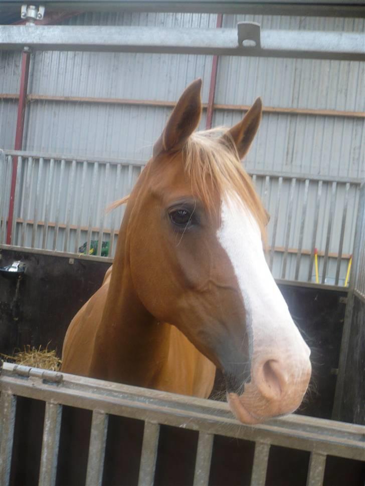 Anden særlig race Gucci   † - 1 *Billederne må ikke bruges til netsidere, uden at spørge mig først* FOTO: Mig billede 1
