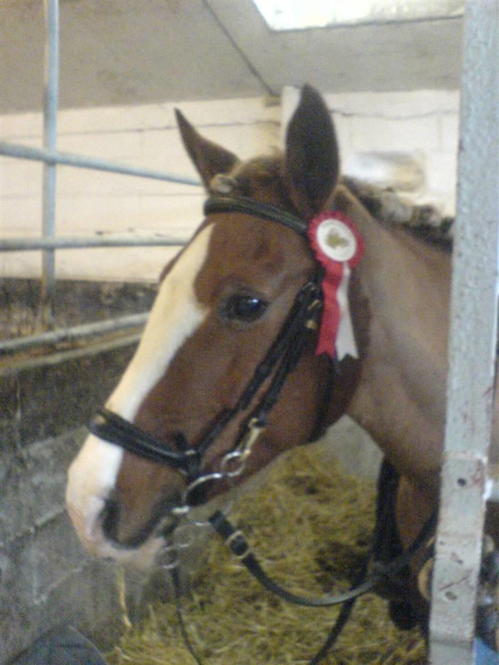 Anden særlig race Gucci   † - 2 MGR 16-11-08 *Billederne må ikke bruges til netsidere, uden at spørge mig først* FOTO: Mig billede 2