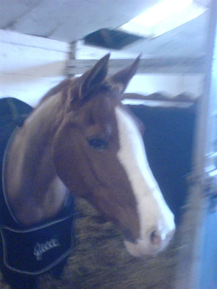 Anden særlig race Gucci   † - 3 *Billederne må ikke bruges til netsidere, uden at spørge mig først* FOTO: Mig billede 3