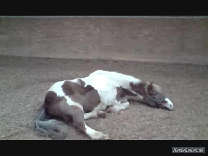 Anden særlig race Indianajones <333 R.I.P - Haha! det ser sjovt ud-har fået billedet af en der hedder Kamila billede 6