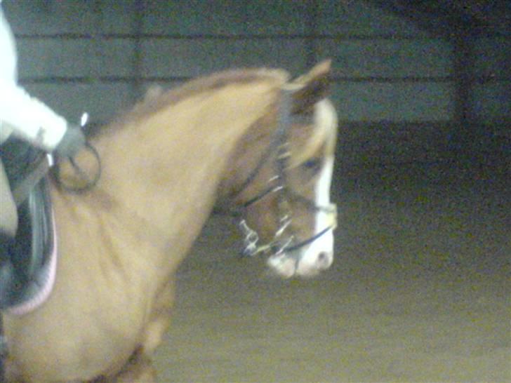 Anden særlig race Gucci   † - 4 *Billederne må ikke bruges til netsidere, uden at spørge mig først* FOTO: Mig billede 4