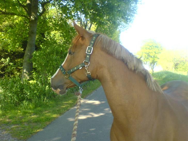 Anden særlig race Gucci   † - 5 *Billederne må ikke bruges til netsidere, uden at spørge mig først* FOTO: Mig billede 5