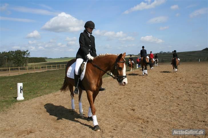 Anden særlig race Gucci   † - 6 *Billederne må ikke bruges til netsidere, uden at spørge mig først* FOTO: Natasia billede 6