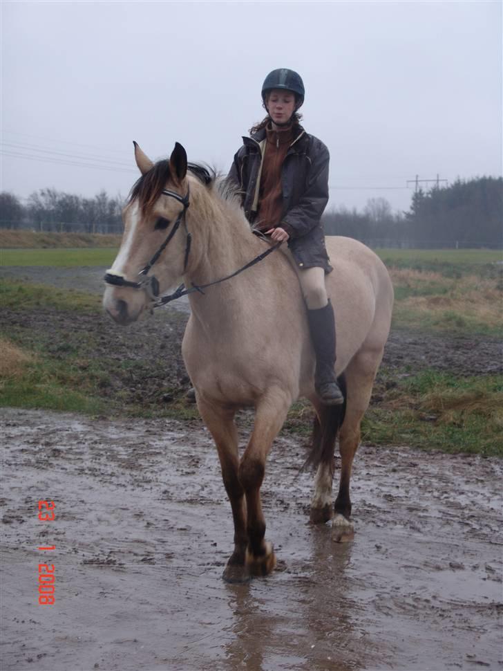 Palomino toffee  - er igang med tilridningen som har været let at komme i gennem hele vejen :)  det har taget 3 månder ca før jeg selv kun ride uden nogen holde høje med mig  billede 8
