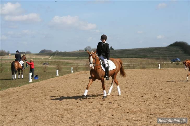 Anden særlig race Gucci   † - 8 *Billederne må ikke bruges til netsidere, uden at spørge mig først* FOTO: Natasia billede 8