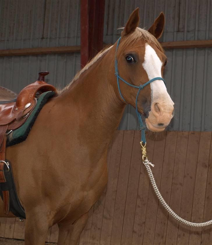 Anden særlig race Gucci   † - 9 Genoptræning v/ Gitte Naldahl *Billederne må ikke bruges til netsidere, uden at spørge mig først* FOTO: Gitte Naldahl billede 9