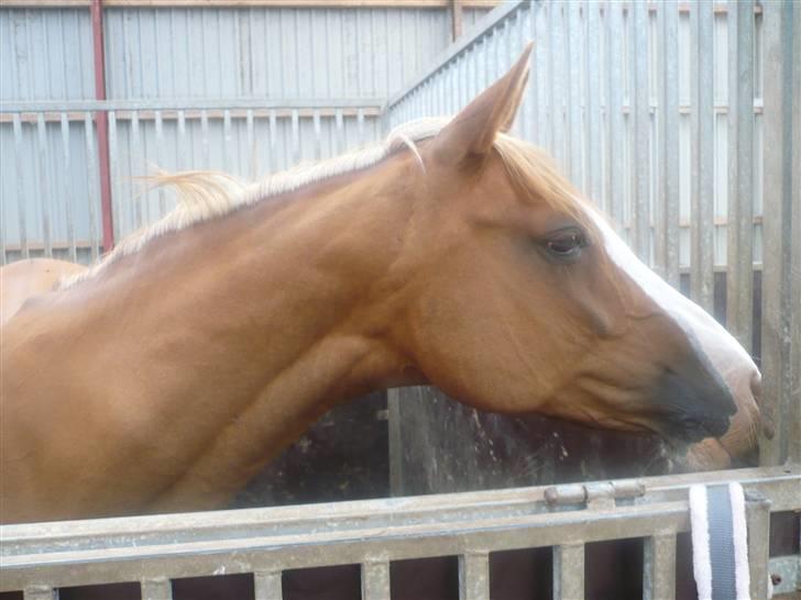 Anden særlig race Gucci   † - 12 *Billederne må ikke bruges til netsidere, uden at spørge mig først* FOTO: Mig billede 12