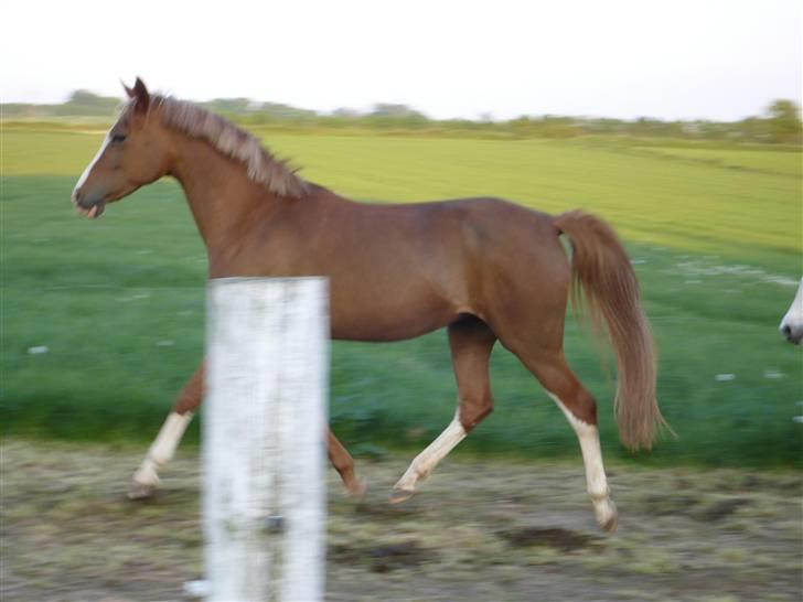 Anden særlig race Gucci   † - 13 *Billederne må ikke bruges til netsidere, uden at spørge mig først* FOTO: Mig billede 13