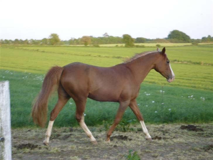 Anden særlig race Gucci   † - 14 *Billederne må ikke bruges til netsidere, uden at spørge mig først* FOTO: Mig billede 14