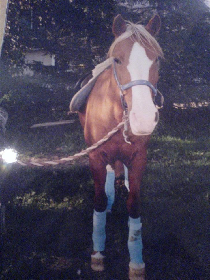 Anden særlig race Gucci   † - 15 *Billederne må ikke bruges til netsidere, uden at spørge mig først* FOTO: Mig billede 15