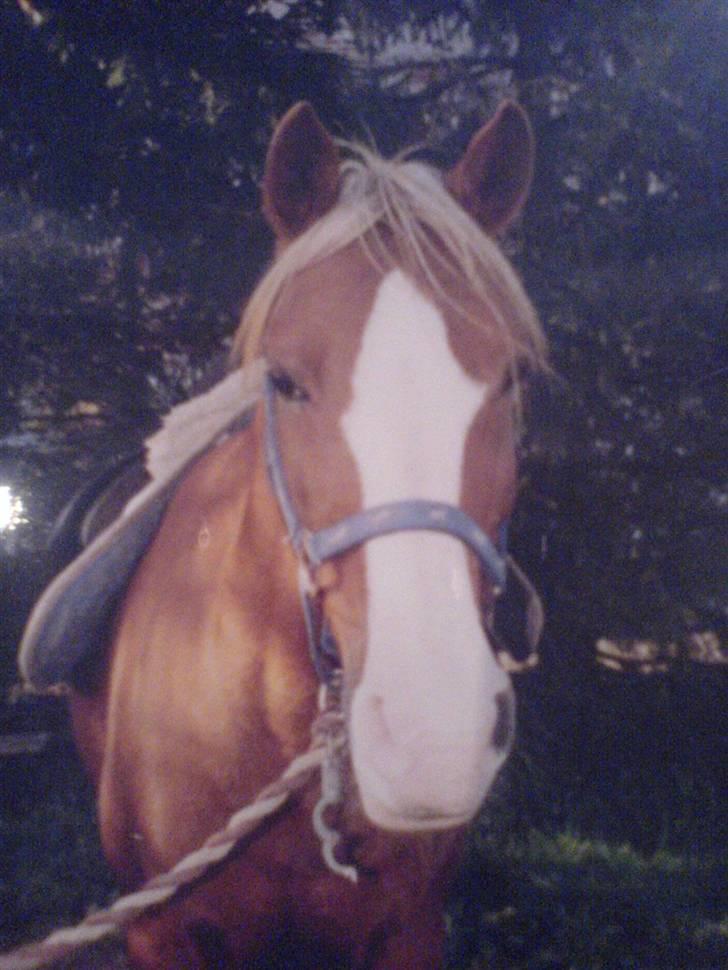 Anden særlig race Gucci   † - 16 *Billederne må ikke bruges til netsidere, uden at spørge mig først* FOTO: Mig billede 16