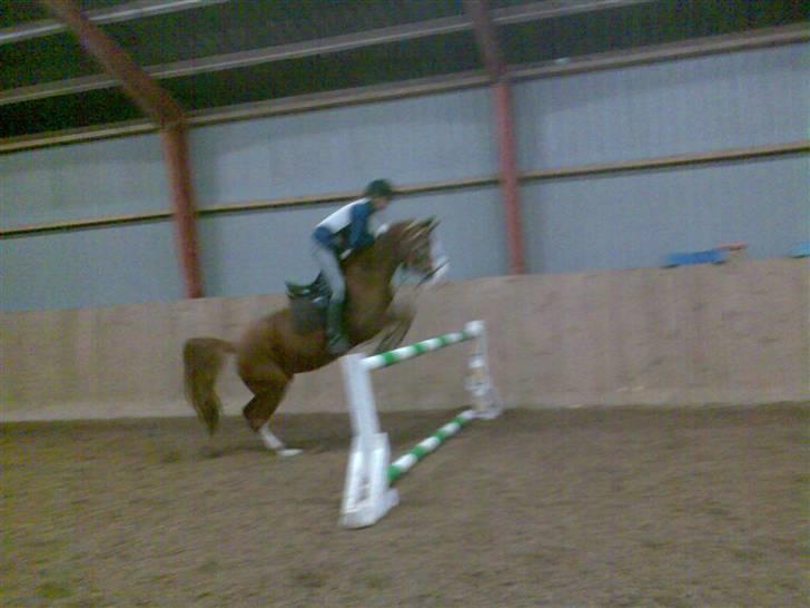Anden særlig race Gucci   † - 17 *Billederne må ikke bruges til netsidere, uden at spørge mig først* FOTO: Mig billede 17