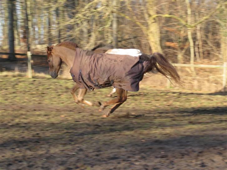 New Forest     Brentebjergs Zidane<3 - Dejligt at være på fold med legekanmmeraten ;) billede 9