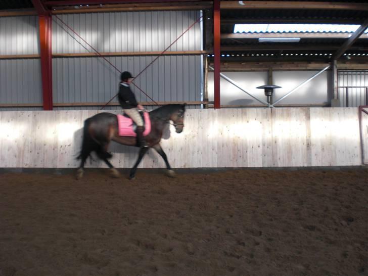 Anden særlig race Sun Shine <3 (SOLGT) billede 8