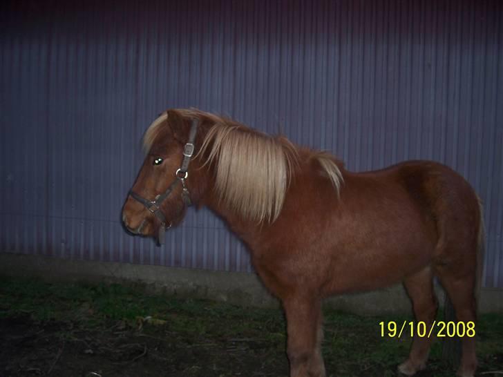Islænder Jarl-Peter fra nørmark - en hyggelig sommer aften billede 15
