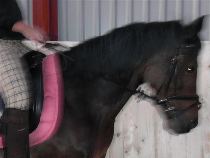 Anden særlig race Sun Shine <3 (SOLGT) billede 9