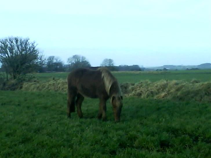 Islænder Jarl-Peter fra nørmark billede 16