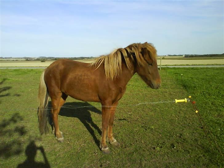 Islænder Jarl-Peter fra nørmark billede 17