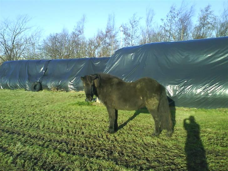 Islænder Rán köldukinn billede 17