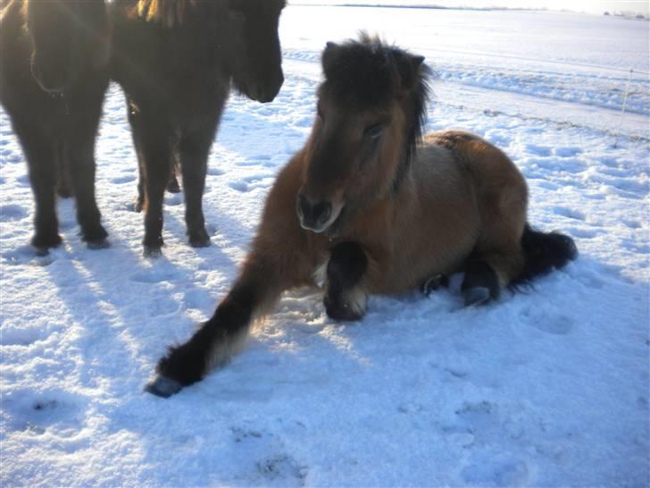 Islænder Muska frà Vallanesi <3 billede 14