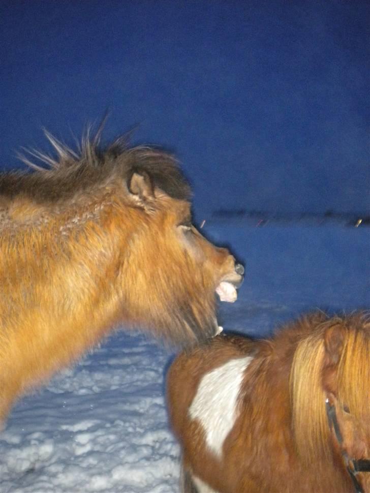 Islænder Muska frà Vallanesi <3 billede 15