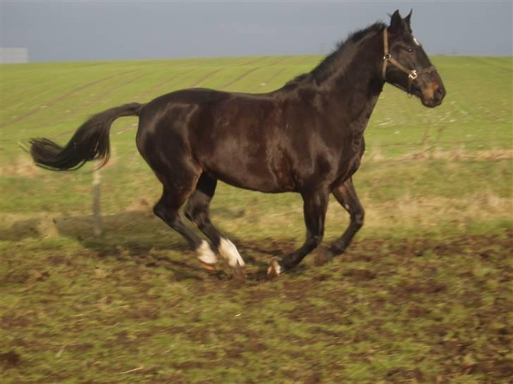 Oldenborg Catiopaja Højbogård - frit løb over marken billede 1